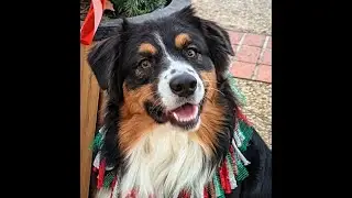 Q  ANIMAL ACTOR LEVEL 2