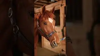 Thoroughbred horses @Habib.Tv26#amazing#shorts#short#viral#youtubeshort#shortsvideo#trending