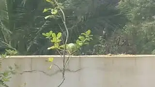 Terrace garden🏡 💫👸✨#ytshorts #birds #nature #peace#mahakaal#bairava#shiva