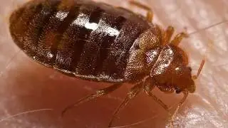 How to Check for Bed Bugs