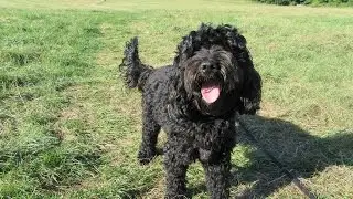 Sam - Cockapoo - 2 Weeks Residential Dog Training