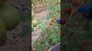 Tomato Crops Management 🍅 #tomato #farming #agriculture #horticulture #vegetables #cropsolutions