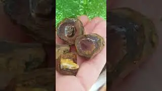Rough boulder opal specimens 232.13ct