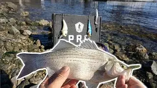 BASS FISHING (Kind of) w/ MTB January Pro Box!! -MTB SLAM