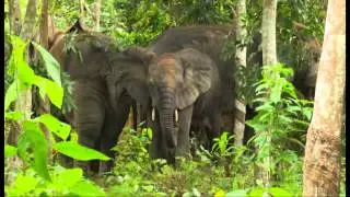 Soci&eacute;t&eacute;: un troupeau d'&eacute;l&eacute;phants s&egrave;me le d&eacute;sordre &agrave; Sikensi