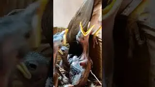Beautiful Myna Family Inside the Box Nest (p 3) #shorts