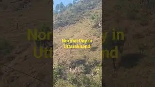 Tiger attack in Uttarakhand #viral #viralvideo #viralshorts