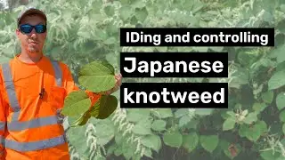 Identifying and controlling Japanese knotweed