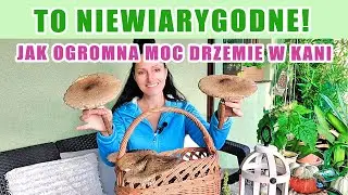 Tajemnice Zdrowotne Czubajki Kani, Kt&oacute;re Znają Tylko Nieliczni