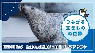 【第25回】生まれた時は真っ白！ゴマフアザラシ【オルシーと学ぼう！つながる生きものの世界】