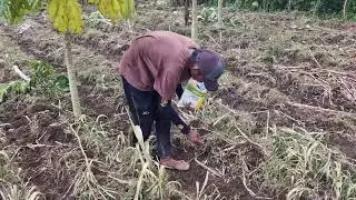 AMAZING FARMING SKILL! PLANTING CORN SEEDS MANUALLY BY HAND IN THE FIELD -Agriculture Farming