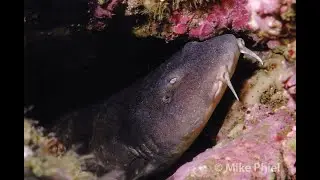 Blind shark - Brachaelurus waddi
