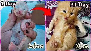 How Do Persian Cats Grow | Kitten Time Lapse:- Day 1 To Day 30 ✨ | Kittens Transformation 😻