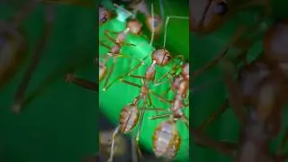 A Sweet Feast for Hundreds of Ants! 🍯🐜 #ants #insects