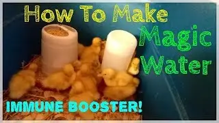 Magic Water | How To Boost Chickens or Ducks Immune System