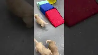 Goldiva Golden Retriever 