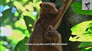 BROWN FLYING LEMUR with baby in tow, Singapore