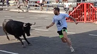 Bous a Benimamet 2025- Tarde de vacas de Benavent. ACT Amics del Bou, XV Aniversari. 04/05/2025