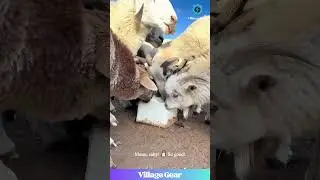 Forget Potato Chips, These Sheep Found the ULTIMATE Salty Snack Rock! So CRUNCHY! 😂 #sheep #funny