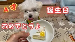 【日常】レオの誕生日♪4歳になりました！【マルチーズ】