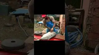 Satisfactory Spotted yellowfin Trevally Fish Cutting