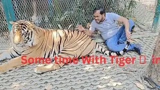 with tiger in thialand |tiger ka gussa #tiger #thialand #tigerpark #trending