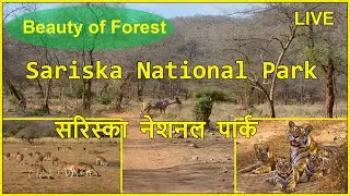 Is Sariska National Park worth visiting?, Sariska, Sariska National Park, Sariska Tiger Reserve