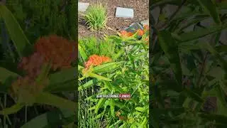 Milkweed types in my garden #zone7 #pollinators #gardeningtips #monarch