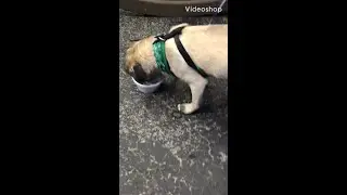 Pippa da Pug eats a pup cup