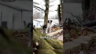 Instagram vs. Reality #shelterdog #adoptable #puppy