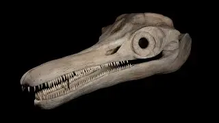 Tone Hitchcock (Mary Anning: Making Waves)
