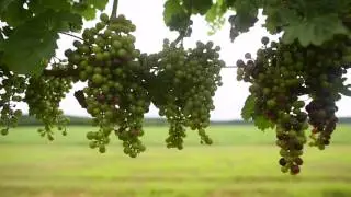 Chatham Vineyards - Distinction Magazine