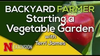 Start Your Vegetable Garden | Beginner Tips