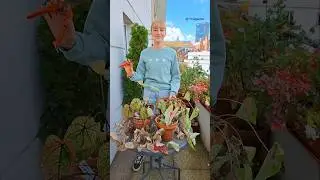 Сохраняем клубни каладиума на следующий год 🪴