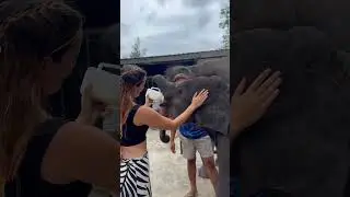Sanctuary Elephants 🧡 #travel #blog #tailandia #sanctuary #trip