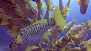 Coral Reef Monitoring course