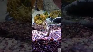 Dancing sea horse lovely to watch from my aquarium photoshots - fun and happy watching