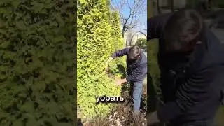 Сделайте ЭТО С ТУЯМИ весной!