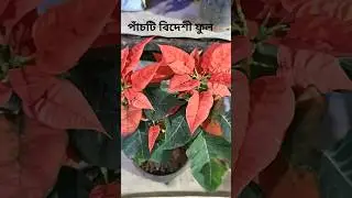 Best 5 flower trees in india #bonsai #garden #flowers @BonsaiArtsAndOrganics