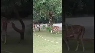 monkey help deer😜🤣