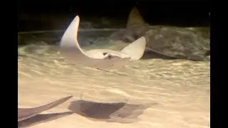 Cownose Stingray Pups Move To New Home at Aquarium