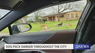 Dog pack danger throughout the city