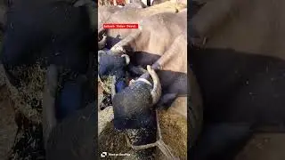 New Murrah Buffalo Videos !! Buffalo Dairy Farm !! Murrah Bhaish Video !! Dairy Farm !! Yadav Dairy