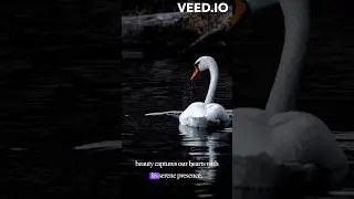 The Graceful Swan 🦢| #swan #swanandmedia #shorts #youtubeshorts #viral  #short