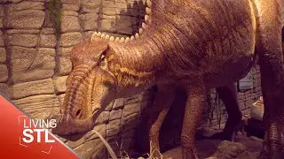 Museum Showcases Missouri Dinosaur and Local Fossils | Living St. Louis