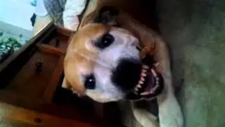 ANGRY PITBULL and his treats (SCARY!!!!)