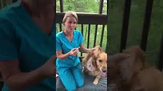 How To Clean Your Dog's Ears