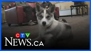 Puppies for dogsledding