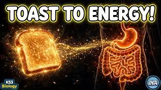 The Hidden Team Inside Your Body: Enzymes & Digestion