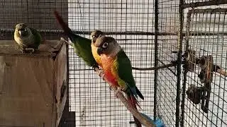 yellow sided green cheek conure🐦✨@PARROTDIPANKAR @ExoticBirds @petcollective